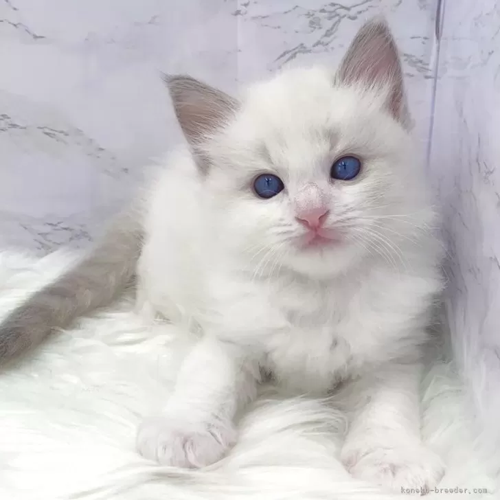 S.T 様のお迎えした子猫