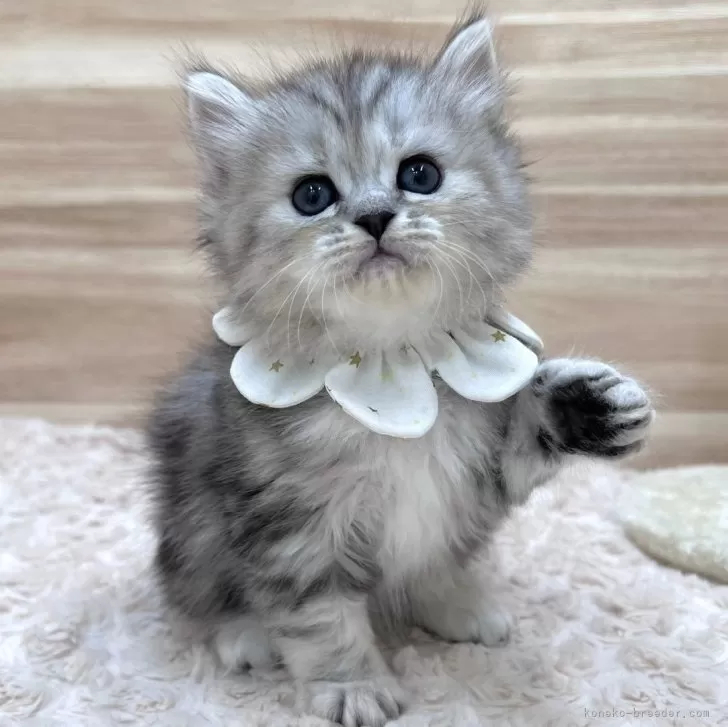 ID：2401-01501の子猫