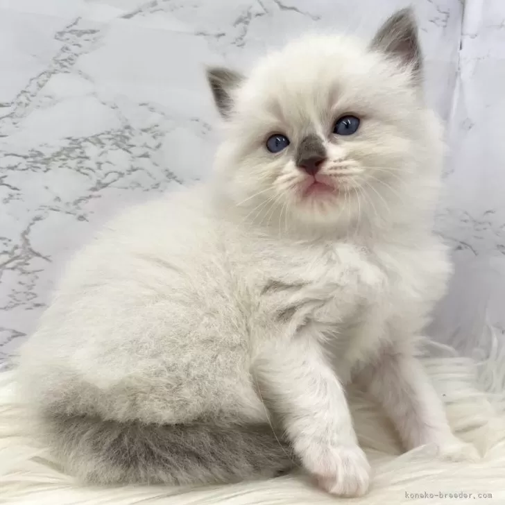 白猫 様のお迎えした子猫