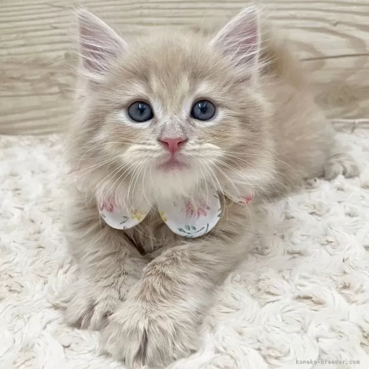 m 様のお迎えした子猫
