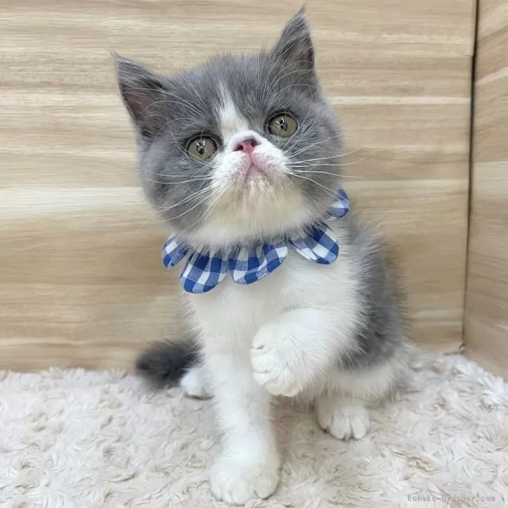 ID：2410-02142の子猫