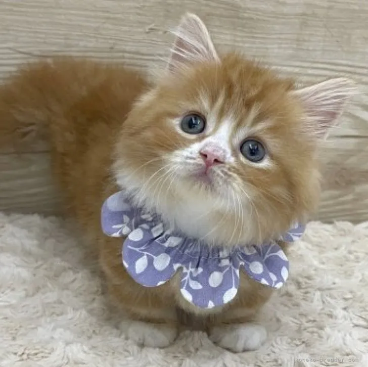 ID：2309-00008の子猫