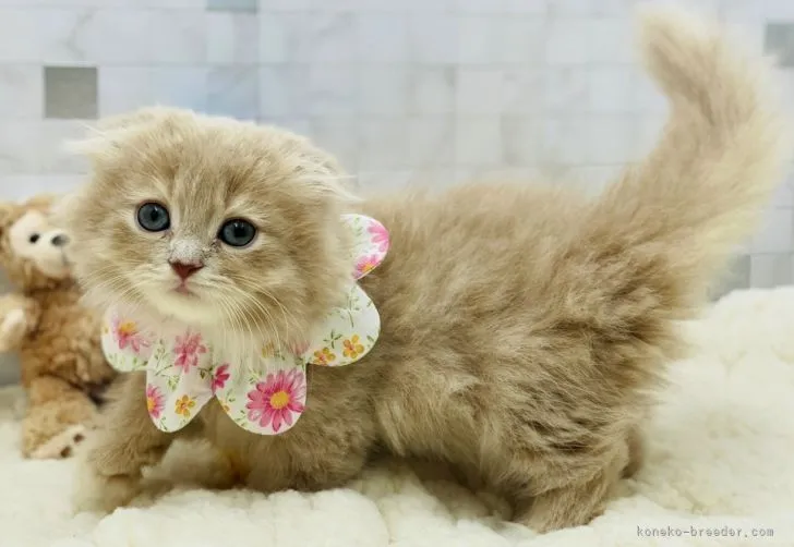 ID:2112-00430の子猫