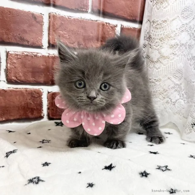 ID:2106-02022の子猫