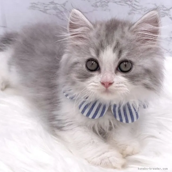 ID：2309-00536の子猫