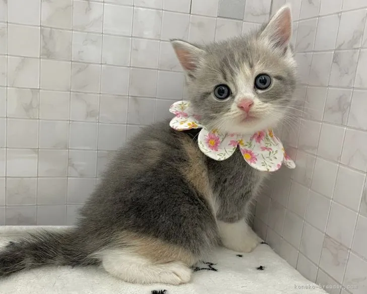 くろ 様のお迎えした子猫