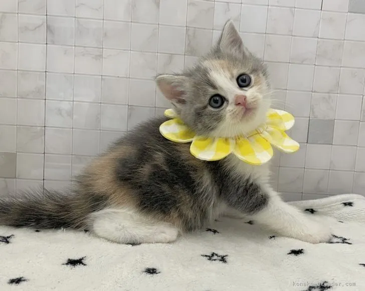 みぃ 様のお迎えした子猫