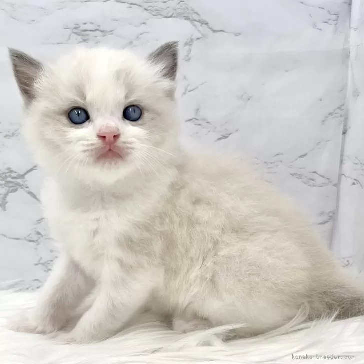 ID：2412-00764の子猫