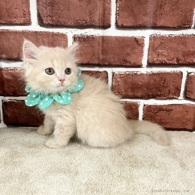 A.K 様のお迎えした子猫