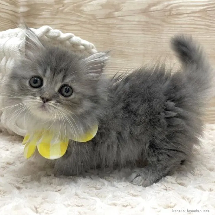 ID：2302-01835の子猫