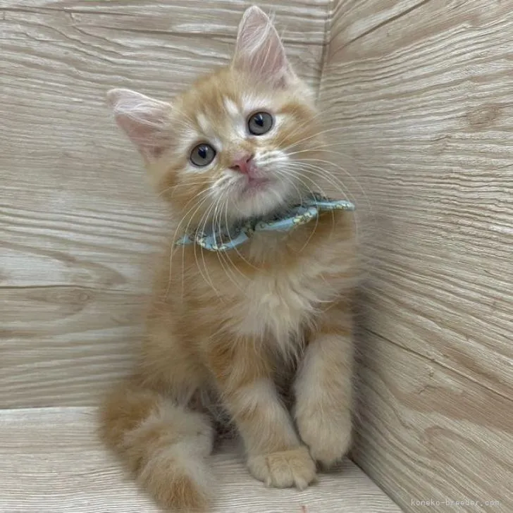 ID：2208-01422の子猫