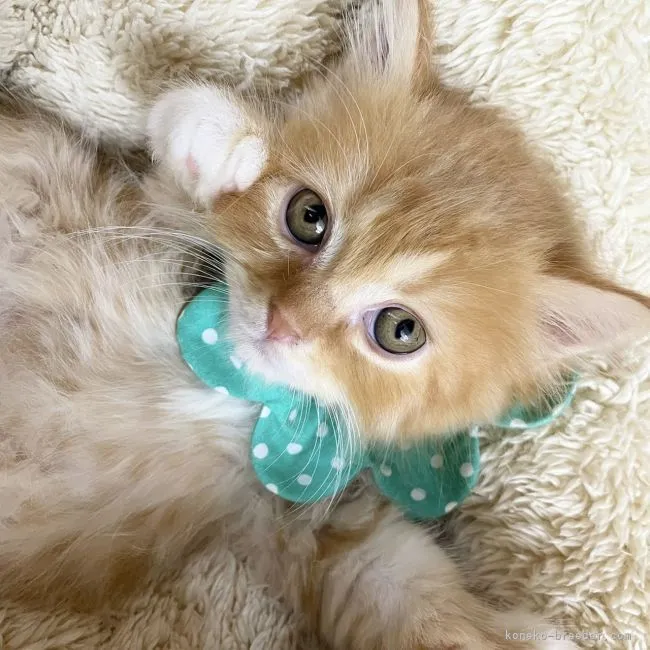 ID：2108-00926の子猫