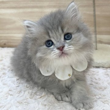 ミヌエット(長足)【愛知県・女の子・2024年6月5日・ブルーパッチドタビー（ロングヘア）】の写真「8月1日~お迎え可能🍀管理番号549」