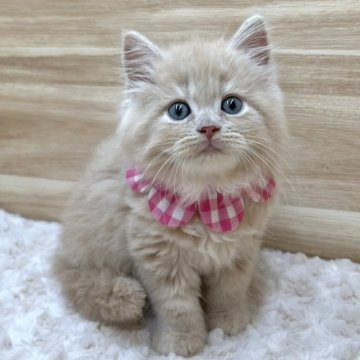 ミヌエット(長足)【愛知県・女の子・2023年8月23日・クリームタビー（ロングヘア）】の写真「当日お迎え可能🌸管理番号80」