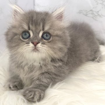 ミヌエット(短足)【愛知県・男の子・2024年6月20日・ブルータビー（ロングヘア）】の写真「8月16日~お迎え可能🍀管理番号51°」