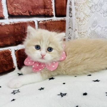 スコティッシュフォールド(立ち耳)【愛知県・女の子・2021年5月18日・クリームタビー&ホワイト（長毛）】の写真「人気のクリームカラー☆ ID:157」