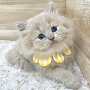 ミヌエット(長足)【愛知県・女の子・2024年6月11日・クリームタビー（ロングヘア）】の写真「8月7日~お迎え可能🍀管理番号592」