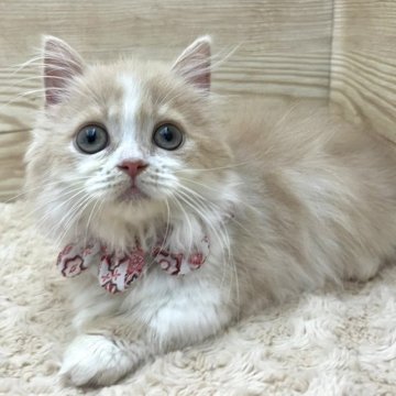 ミヌエット(短足)【愛知県・女の子・2023年7月20日・クリームタビー&ホワイト（ロングヘア）】の写真「当日お迎え可能🌸管理番号721」