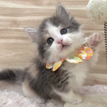 ミヌエット(短足)【愛知県・女の子・2023年11月12日・ダイリュートキャリコ（セミロング）】の写真「1月8日~お迎え可能☆管理番号284」