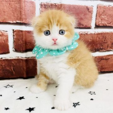 スコティッシュフォールド(折れ耳)【愛知県・男の子・2021年5月18日・レッドタビー&ホワイト（長毛）】の写真「かわいい折れ耳☆ ID:156」