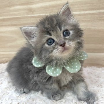 サイベリアン【愛知県・男の子・2024年4月21日・ブルータビー（ロングヘア）】の写真「6月17日~お迎え可能🍀管理番号400」