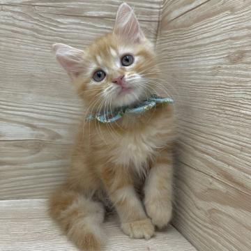 マンチカン(長足)【愛知県・男の子・2022年5月29日・レッドタビー（セミロング）】の写真「7月25日～お迎え可能⭐︎315」