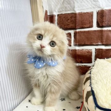 スコティッシュフォールド(折れ耳)【愛知県・男の子・2021年4月27日・クリームタビー&ホワイト（ロングヘア―）】の写真「マル顔のイケメンさん☺」