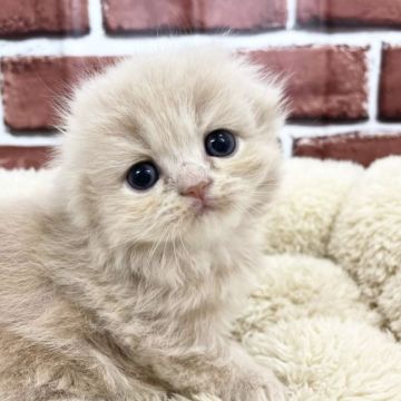 スコティッシュフォールド(折れ耳)【愛知県・女の子・2021年4月27日・クリームタビー（長毛）】の写真「とってもキュート♪」