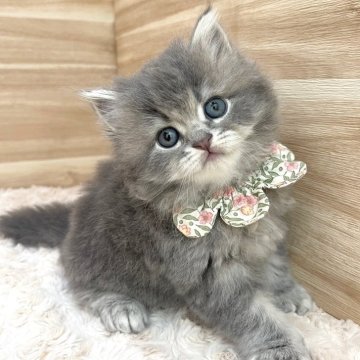 サイベリアン【愛知県・女の子・2024年5月14日・ブルーパッチドタビー（ロングヘア）】の写真「7月10日~お迎え可能🍀管理番号456」