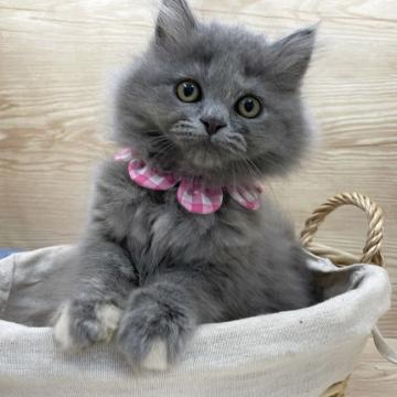 サイベリアン【愛知県・女の子・2022年6月11日・ブルークリーム（ロングヘア）】の写真「8月7日よりお迎え可能⭐︎351」