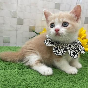 マンチカン(短足)【愛知県・男の子・2022年6月8日・クリームタビー&ホワイト（ショートヘア）】の写真「8月4日～お迎え可能⭐︎337」