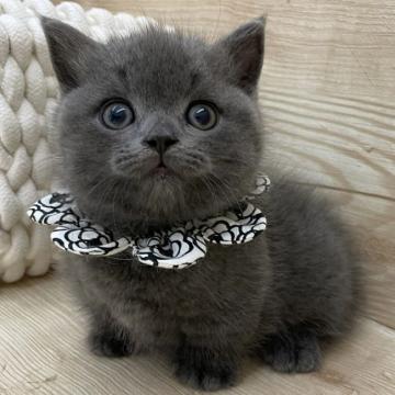 マンチカン(短足)【愛知県・男の子・2022年8月2日・ブルー（ショートヘア）】の写真「9月28日〜お迎え可能⭐︎456」