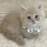 ミヌエット(短足)【愛知県・男の子・2023年7月16日・クリームタビー】の写真1「9/7撮影📸✨」