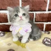 ミヌエット【愛知県・女の子・2021年6月28日・ダイリュートキャリコ】の写真1