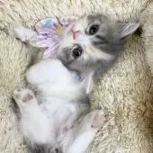 ミヌエット【愛知県・女の子・2021年6月28日・ダイリュートキャリコ】の写真2