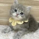 サイベリアン【愛知県・女の子・2023年10月28日・ブルーパッチドタビー】の写真2