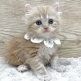 ミヌエット(長足)【愛知県・女の子・2022年12月18日・カメオタビー】の写真2