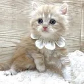 ミヌエット(長足)【愛知県・女の子・2022年12月18日・カメオタビー】の写真3