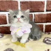 ミヌエット【愛知県・女の子・2021年6月28日・ダイリュートキャリコ】の写真4