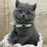 ブリティッシュショートヘア【愛知県・男の子・2022年11月29日・ブルー】の写真5