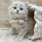 ミヌエット(長足)【愛知県・女の子・2022年12月18日・クリームタビー】の写真5