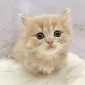 ミヌエット(短足)【愛知県・男の子・2025年9月17日・クリームタビー】の写真10