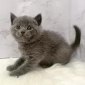 ブリティッシュショートヘア【愛知県・男の子・2025年11月4日・ブルー】の写真10