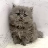 ミヌエット(長足)【愛知県・女の子・2025年11月5日・ブルー】の写真10