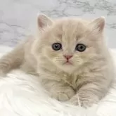 ミヌエット(短足)【愛知県・女の子・2025年10月13日・クリームタビー】の写真10