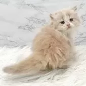 ミヌエット(長足)【愛知県・男の子・2025年6月29日・クリームタビー&ホワイト】の写真10