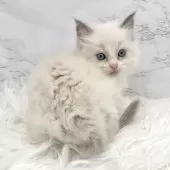 ラグドール【愛知県・女の子・2025年8月6日・ブルーポイントバイカラー】の写真10