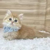 マンチカン(短足)【愛知県・男の子・2025年2月10日・レッドタビー】の写真10