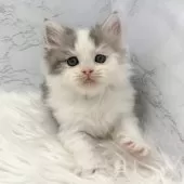 ミヌエット(長足)【愛知県・男の子・2025年11月1日・ブルータビー&ホワイト】の写真11