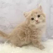 サイベリアン【愛知県・男の子・2025年10月22日・クリームタビー&ホワイト】の写真11